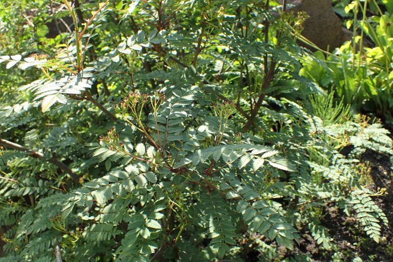 Sorbus himalaica