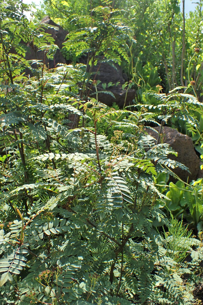 Sorbus himalaica photo 6