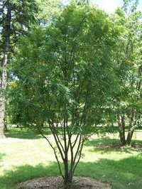 Sorbus hupehensis