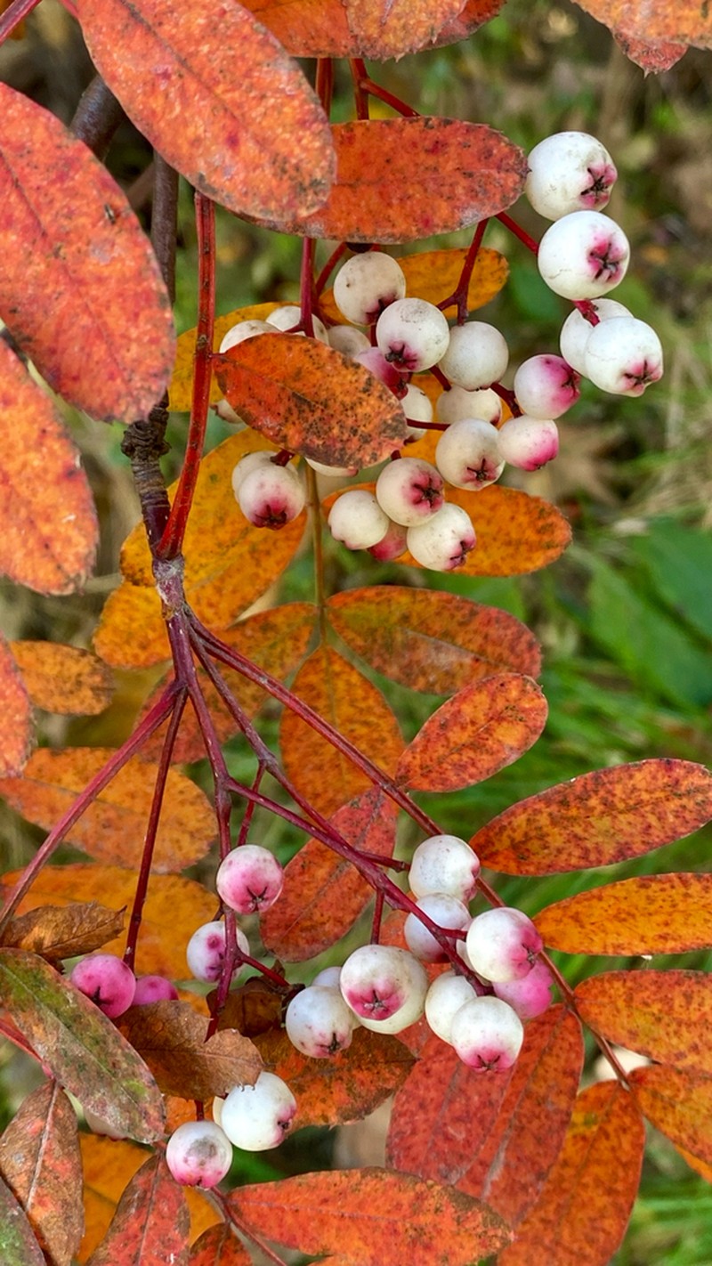 Sorbus hupehensis photo 2