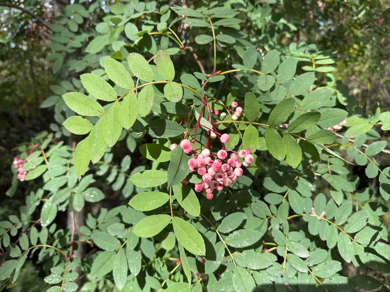 Sorbus hupehensis photo 3