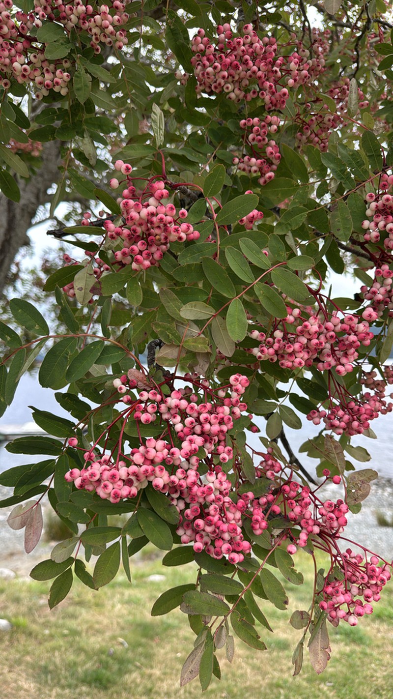 Sorbus hupehensis photo 4