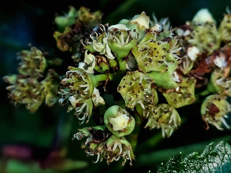 Sorbus hupehensis photo 5