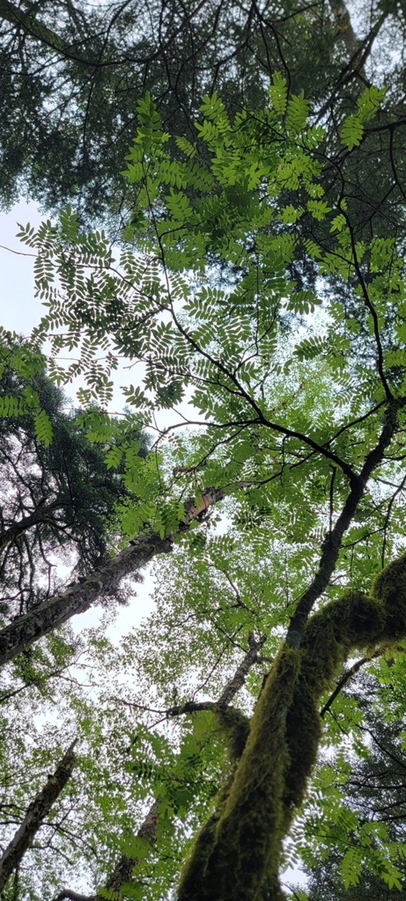 Sorbus hupehensis photo 6