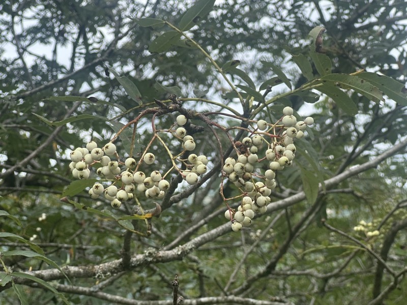 Sorbus hupehensis photo 7