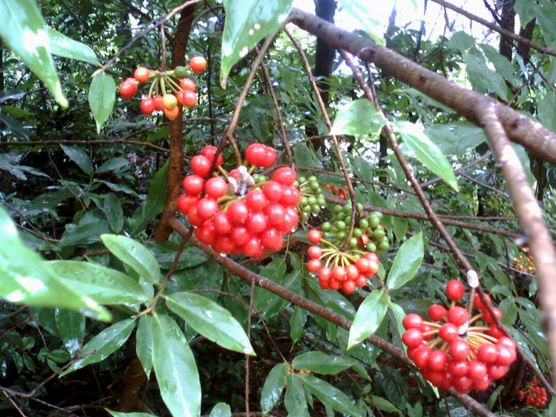Sorbus insignis