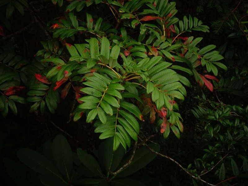 Sorbus insignis photo 2
