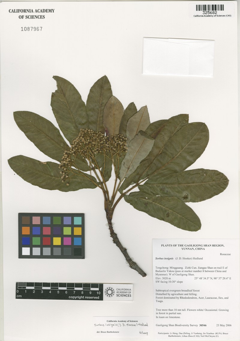 Sorbus insignis photo 3