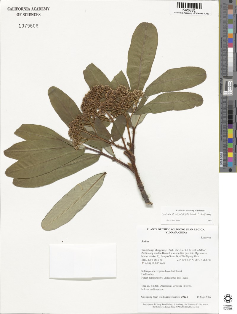Sorbus insignis photo 4