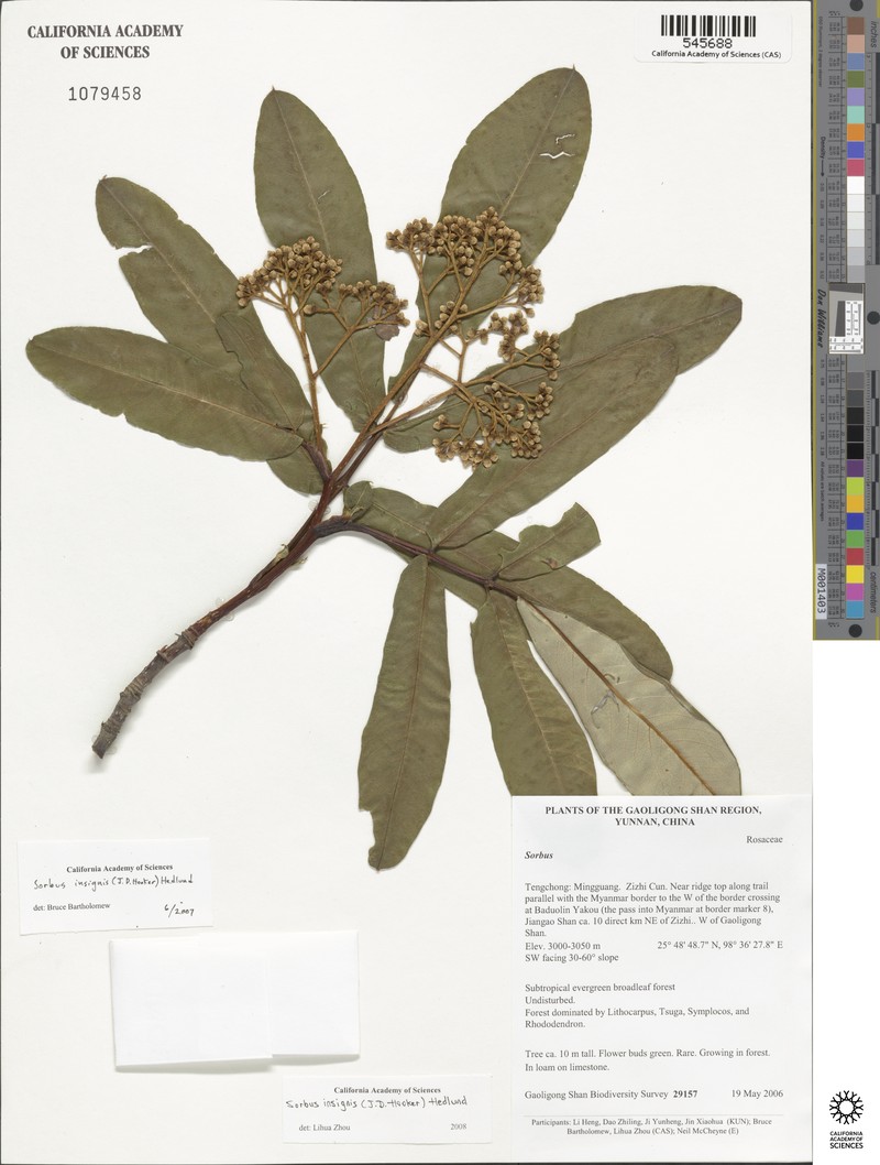 Sorbus insignis photo 5