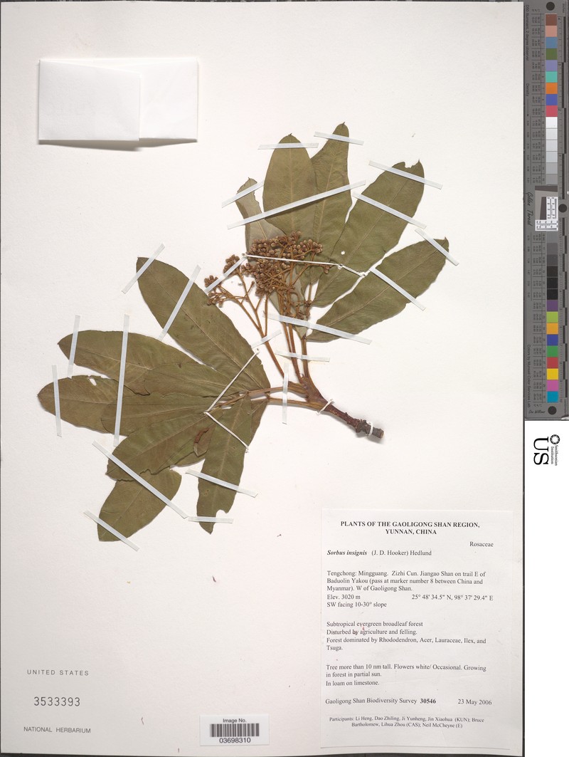 Sorbus insignis photo 6