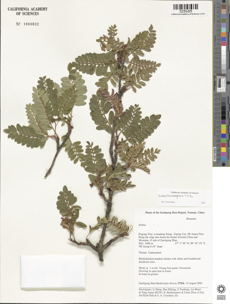 Sorbus kiukiangensis photo 2