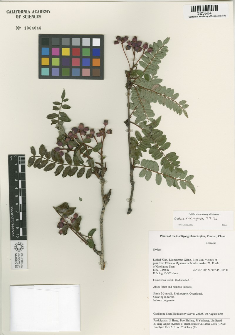 Sorbus kiukiangensis photo 3