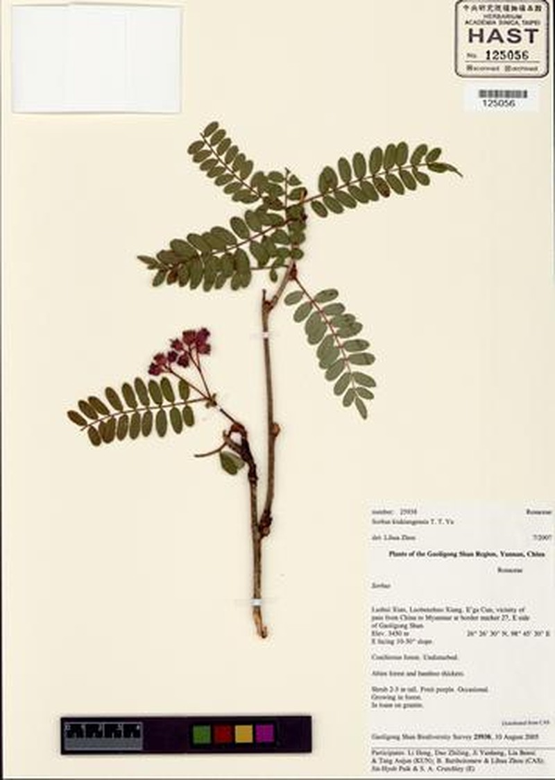 Sorbus kiukiangensis photo 4