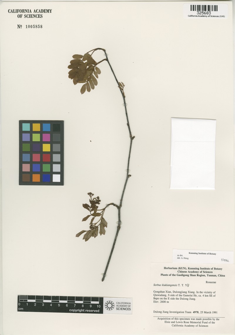 Sorbus kiukiangensis photo 5