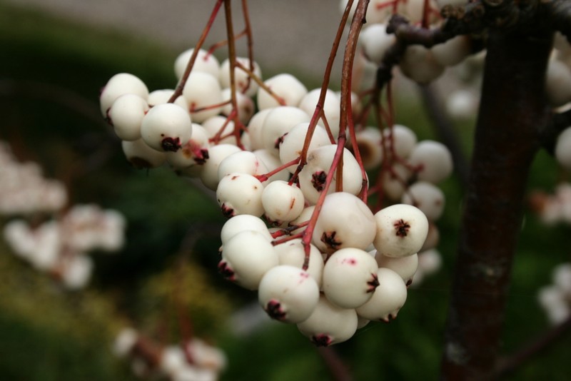 Sorbus koehneana