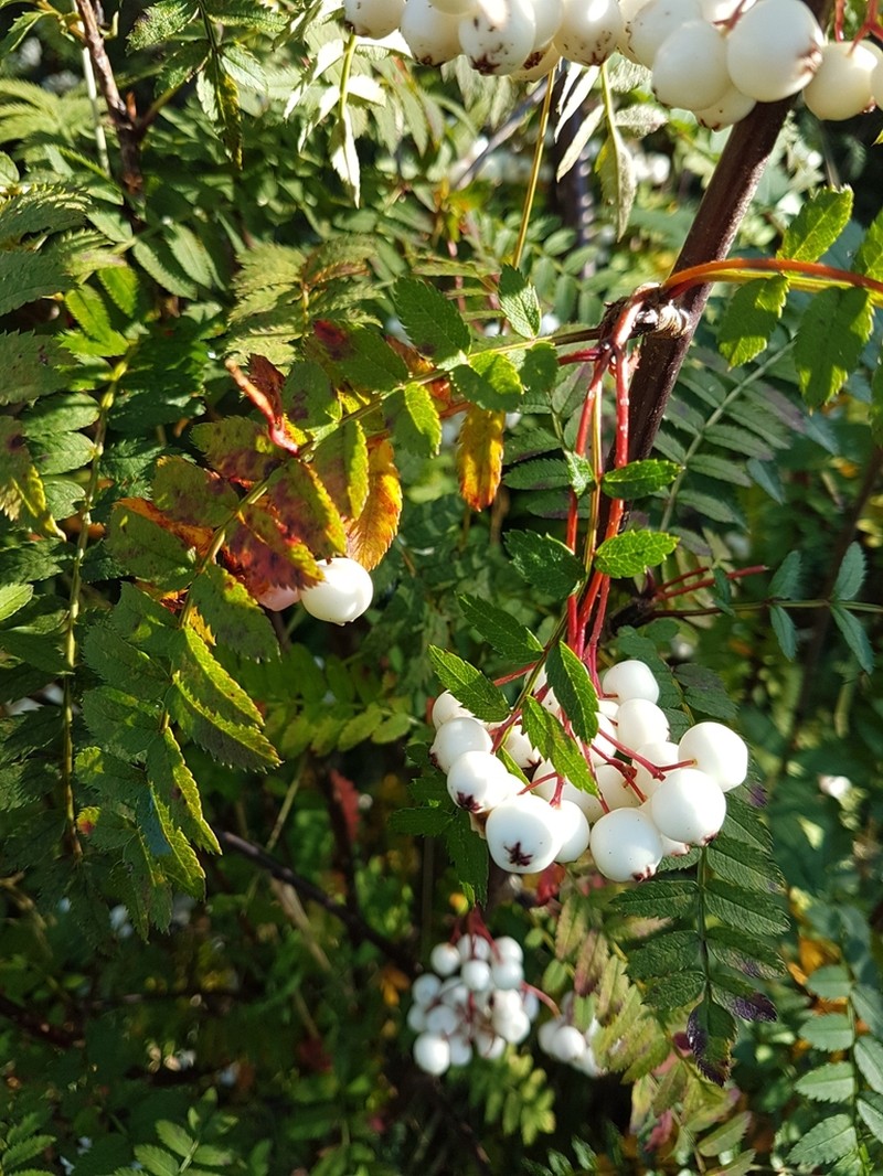 Sorbus koehneana photo 2