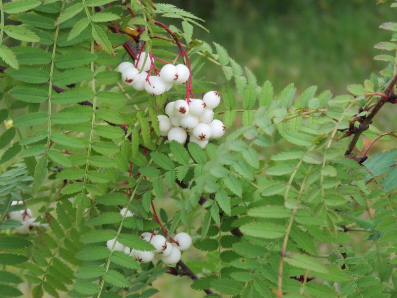 Sorbus koehneana photo 3