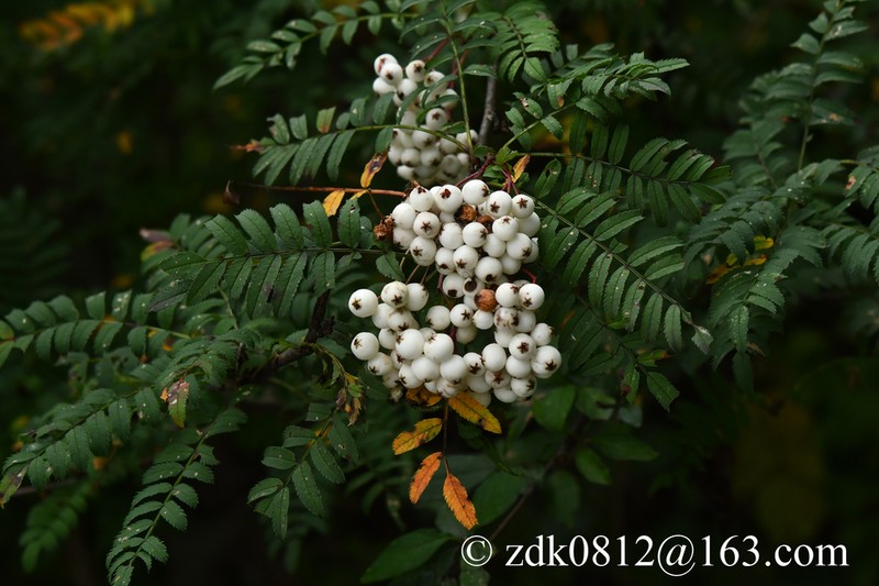 Sorbus koehneana photo 5