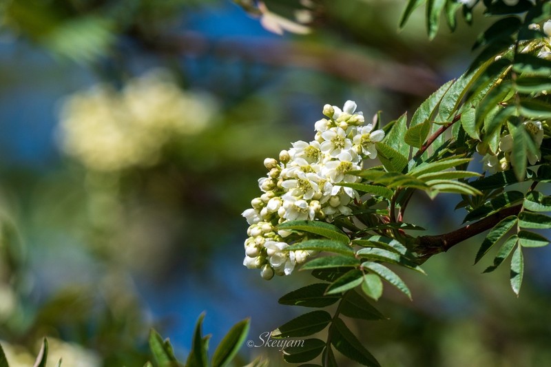 Sorbus koehneana photo 6