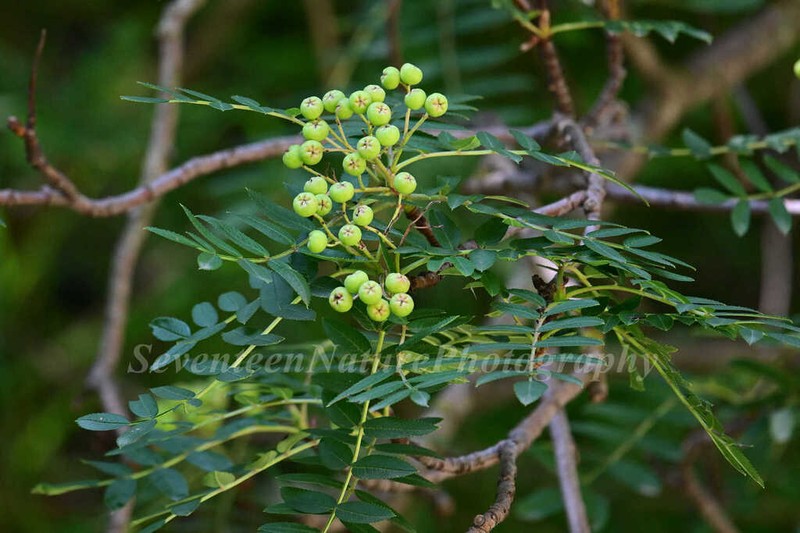 Sorbus koehneana photo 7