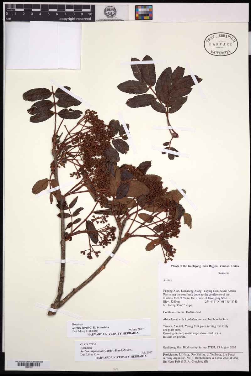 Sorbus kurzii