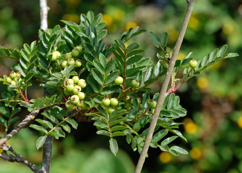 Sorbus kurzii photo 2