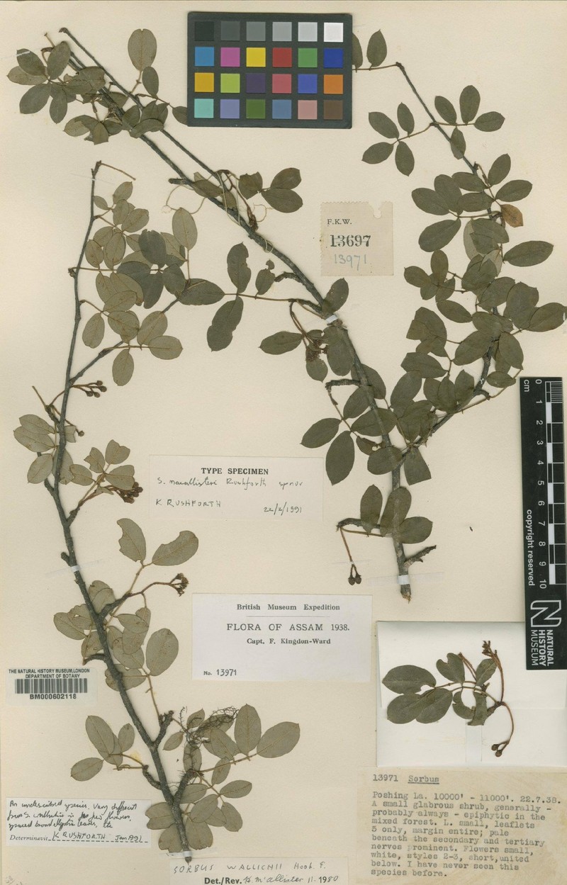 Sorbus longii