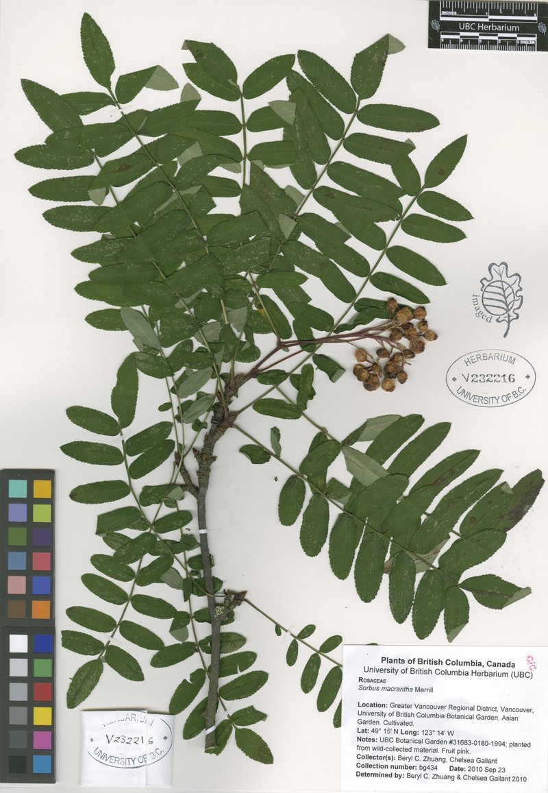 Sorbus macrantha