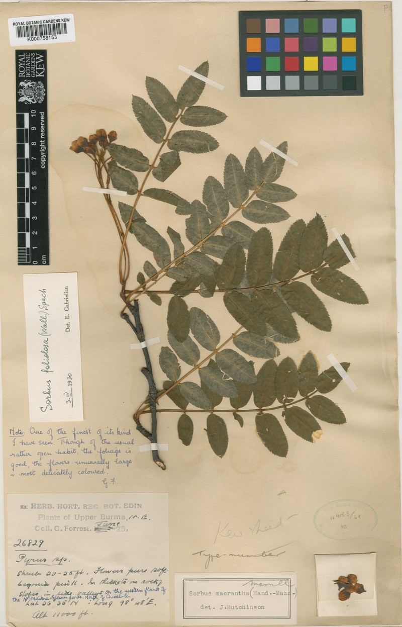 Sorbus macrantha photo 2