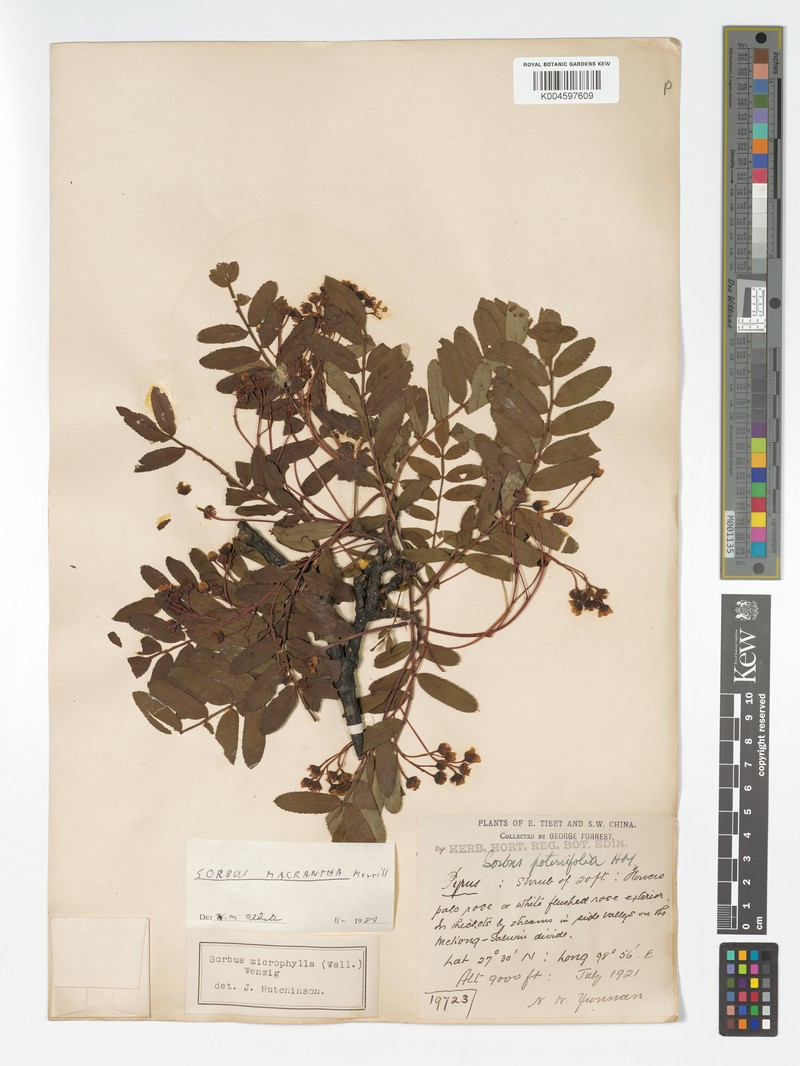 Sorbus macrantha photo 3