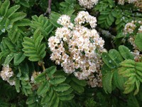 Sorbus maderensis