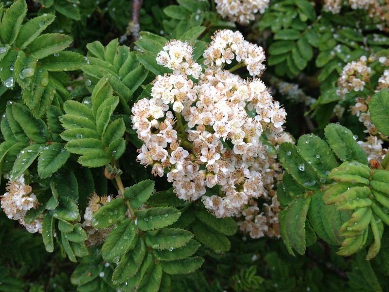 Sorbus maderensis