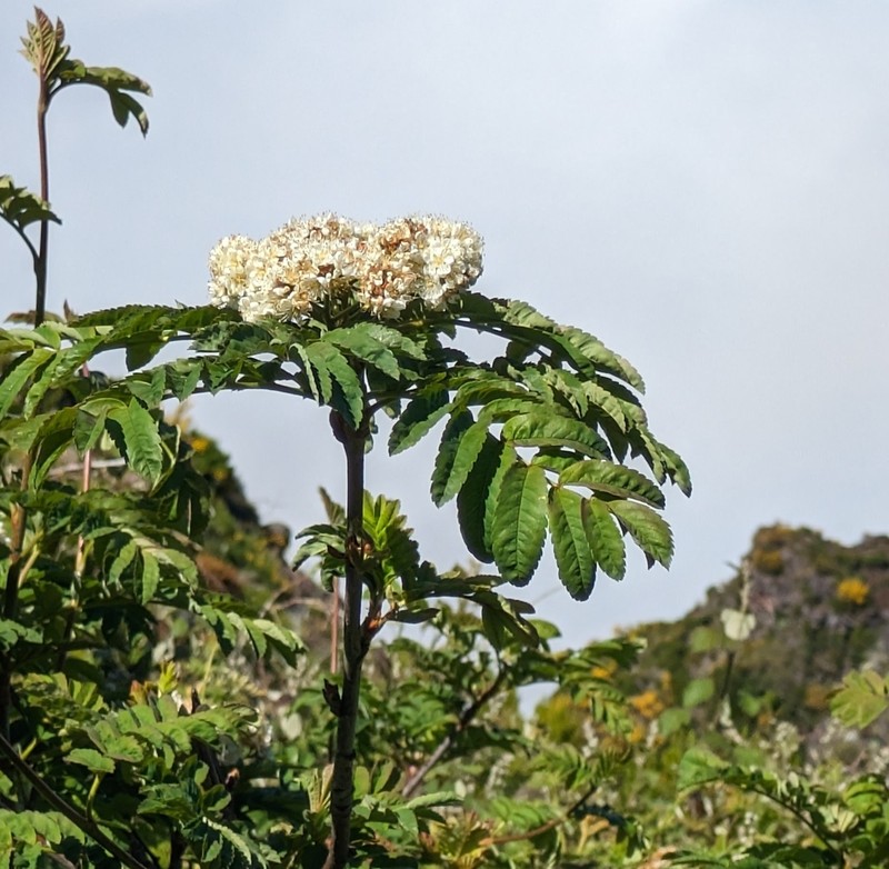 Sorbus maderensis photo 2