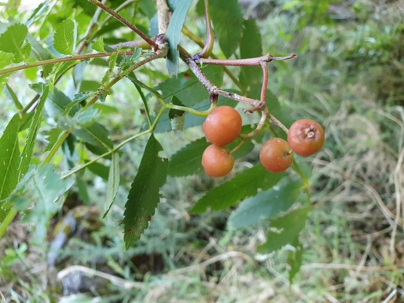 Sorbus maderensis photo 3