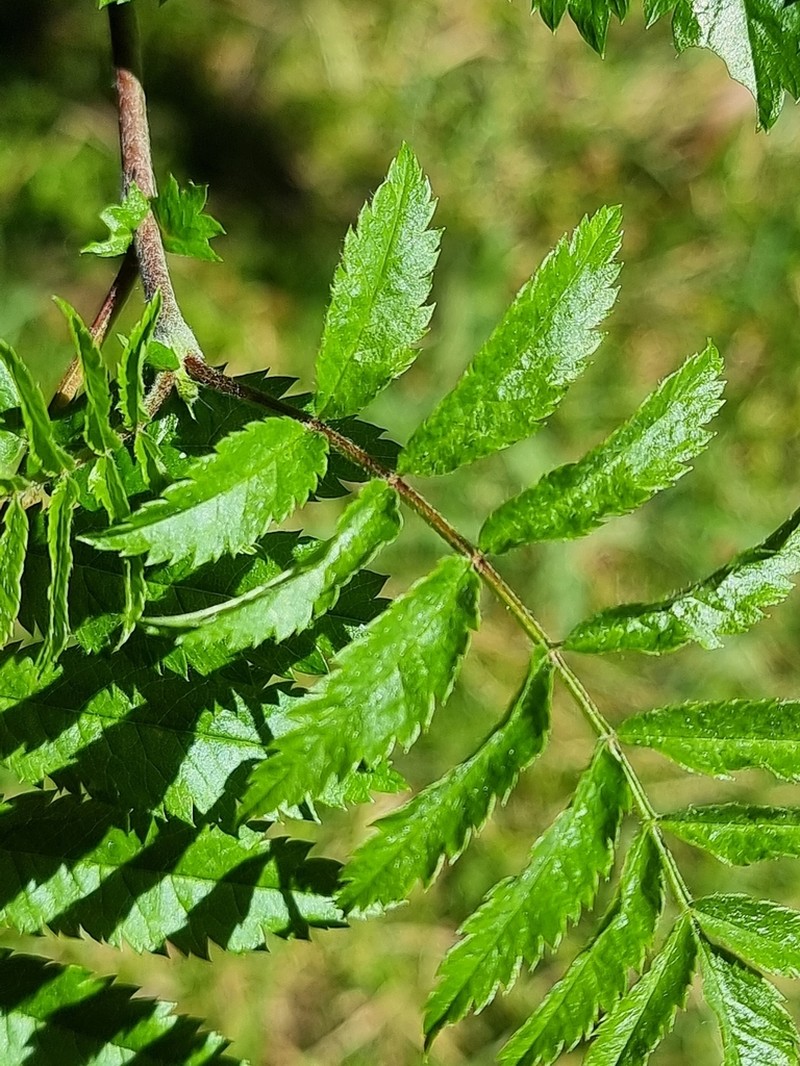 Sorbus maderensis photo 4