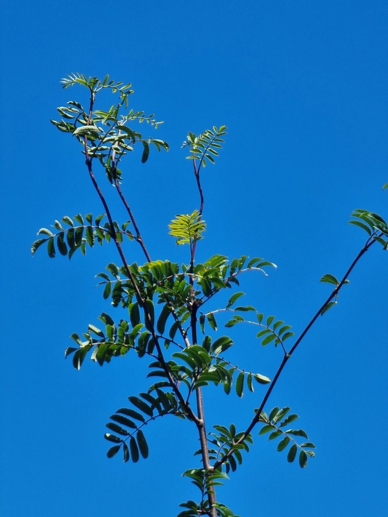 Sorbus maderensis photo 5