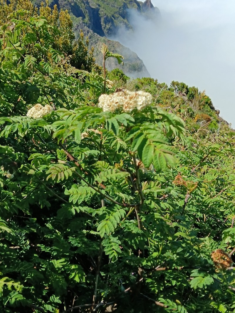 Sorbus maderensis photo 6