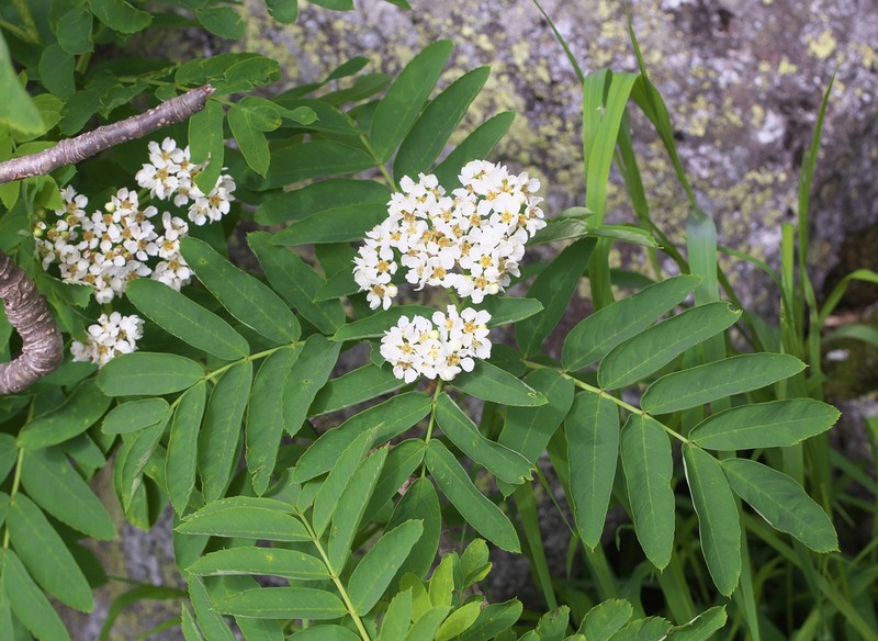 Sorbus matsumurana