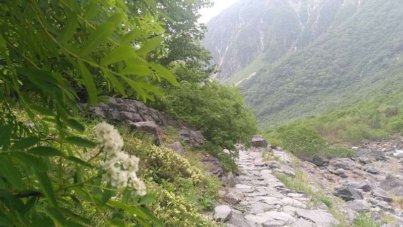Sorbus matsumurana photo 2