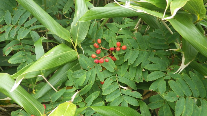 Sorbus matsumurana photo 3
