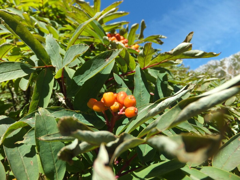Sorbus matsumurana photo 4