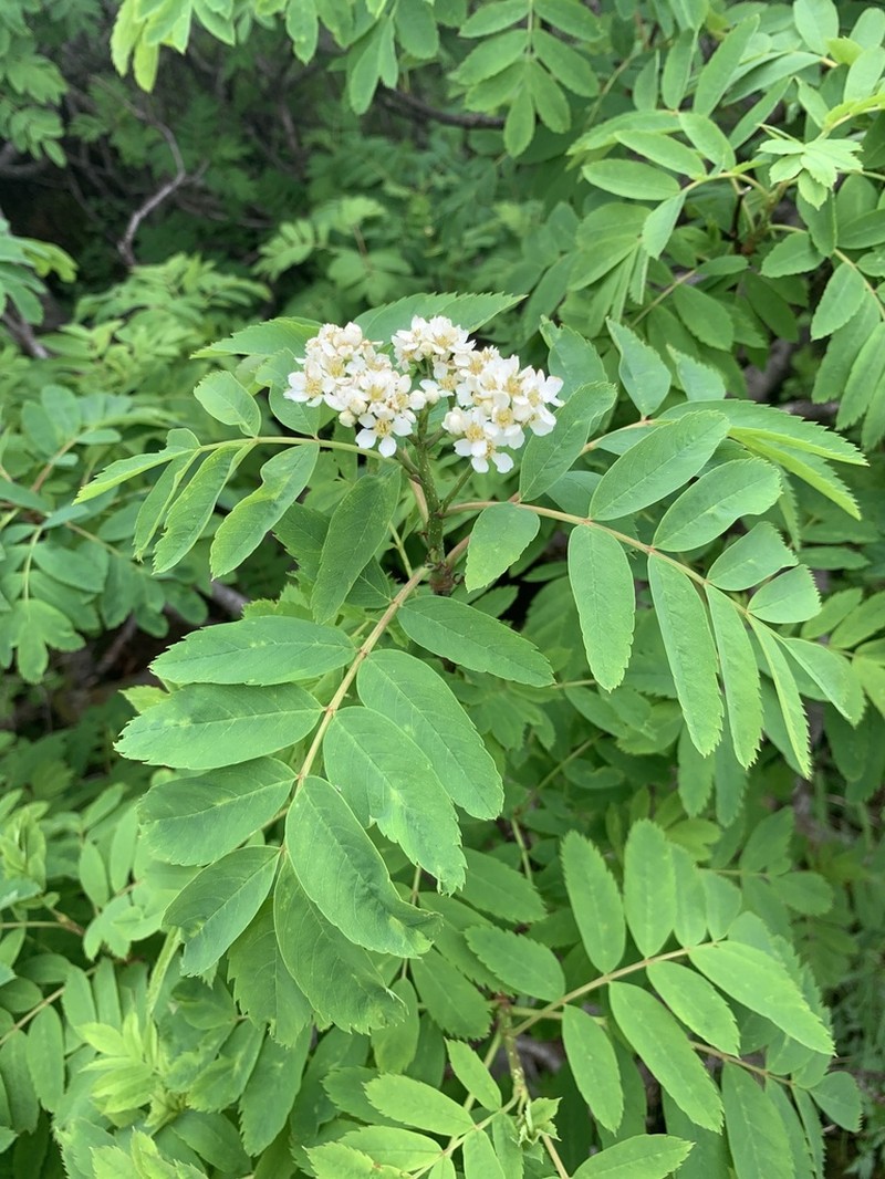 Sorbus matsumurana photo 5