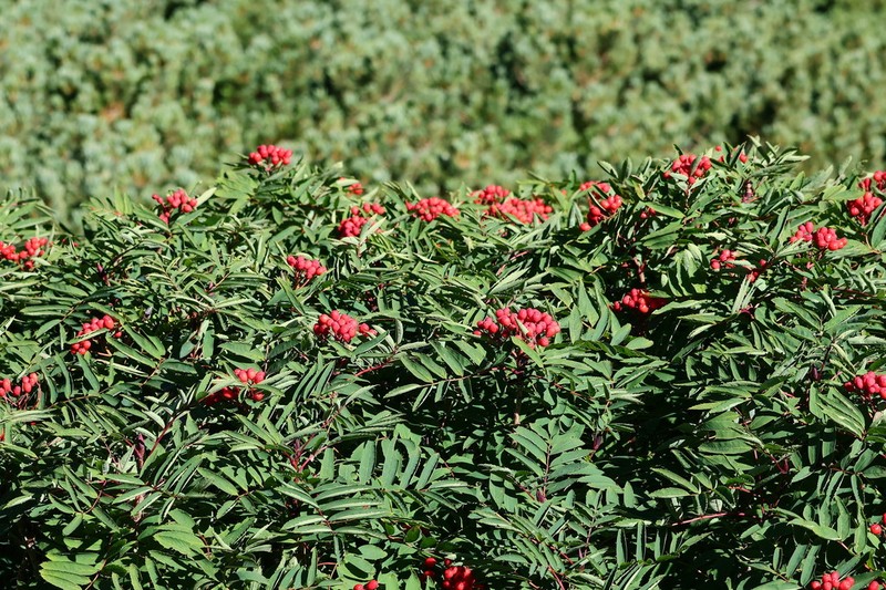 Sorbus matsumurana photo 6