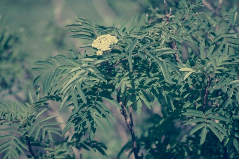 Sorbus matsumurana photo 7