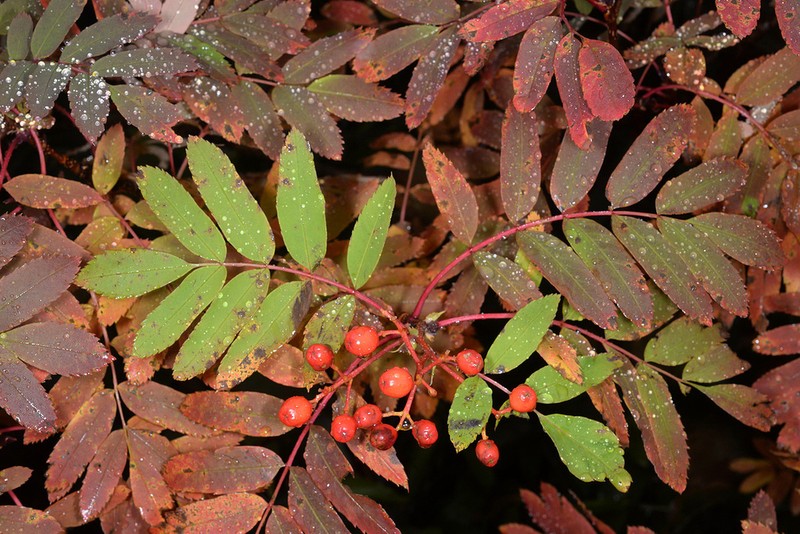 Sorbus matsumurana photo 8