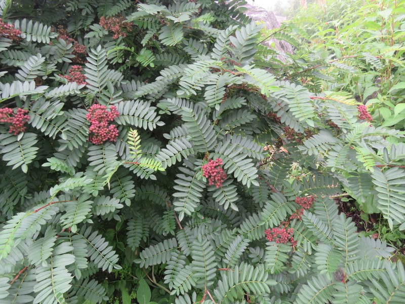 Sorbus microphylla