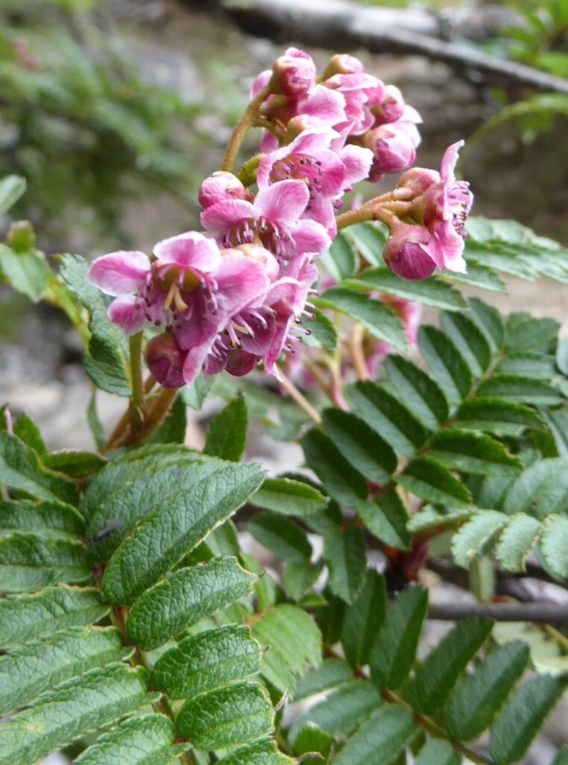 Sorbus microphylla photo 2
