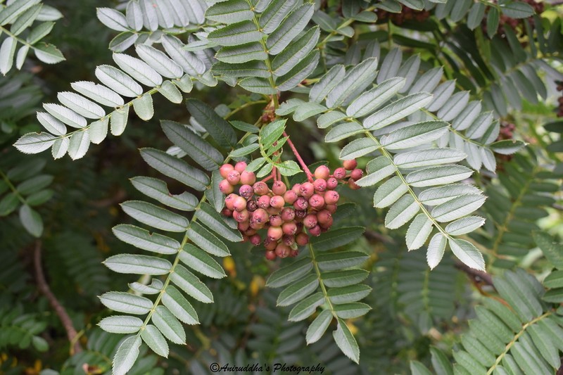 Sorbus microphylla photo 3