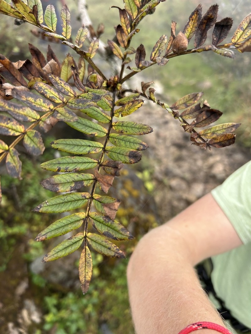 Sorbus microphylla photo 4